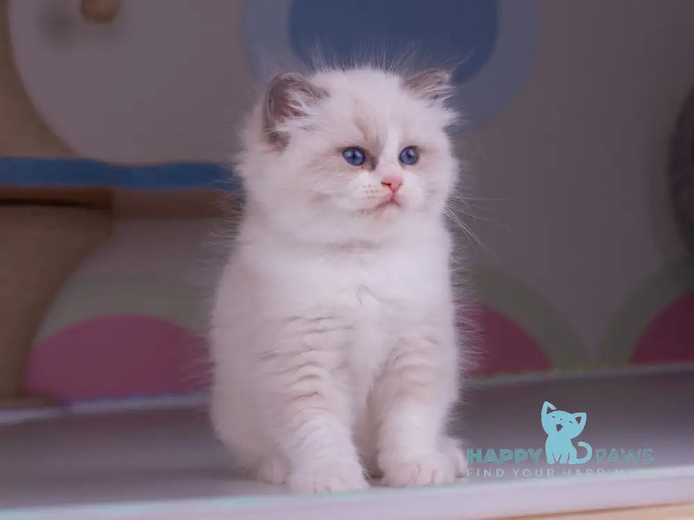 Penny Ragdoll female blue bicolour live animals