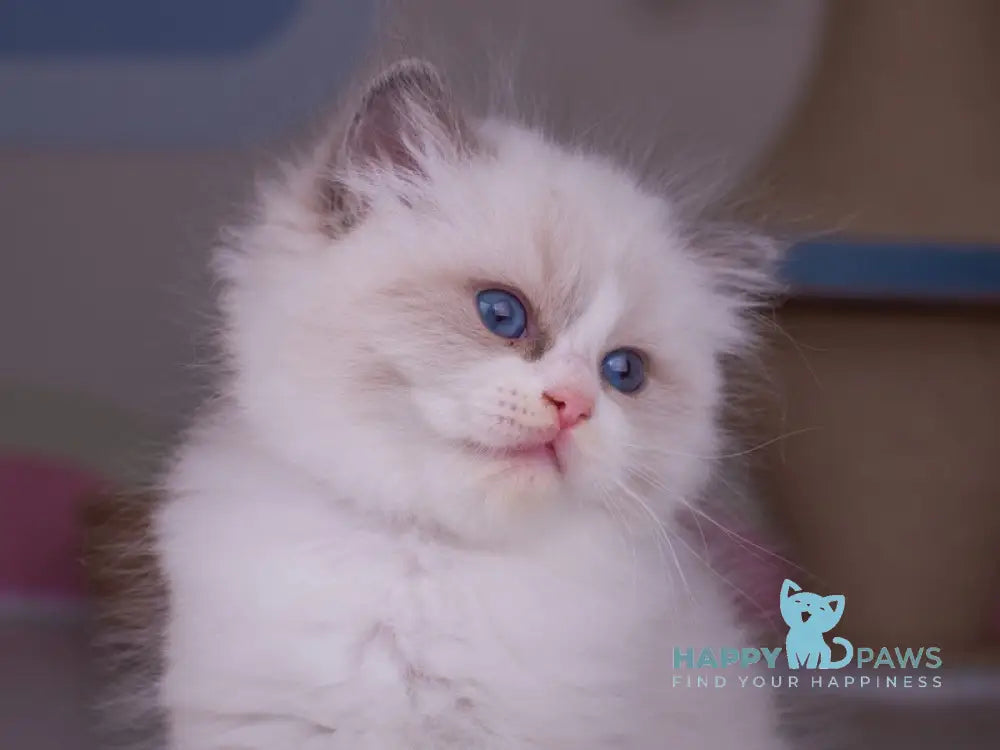 Penny Ragdoll female blue bicolour live animals