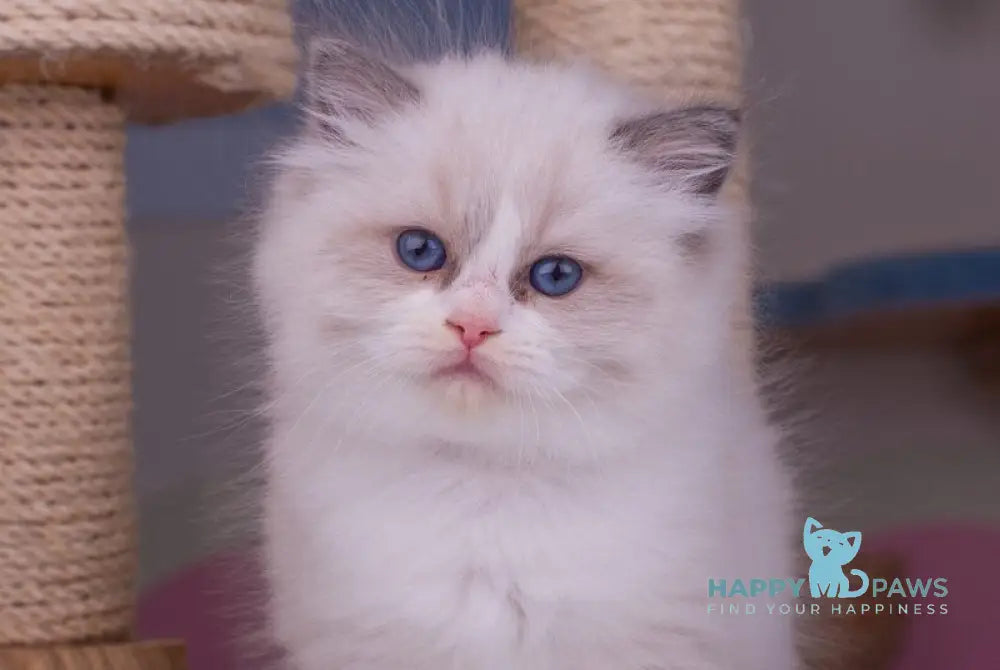 Penny Ragdoll female blue bicolour live animals