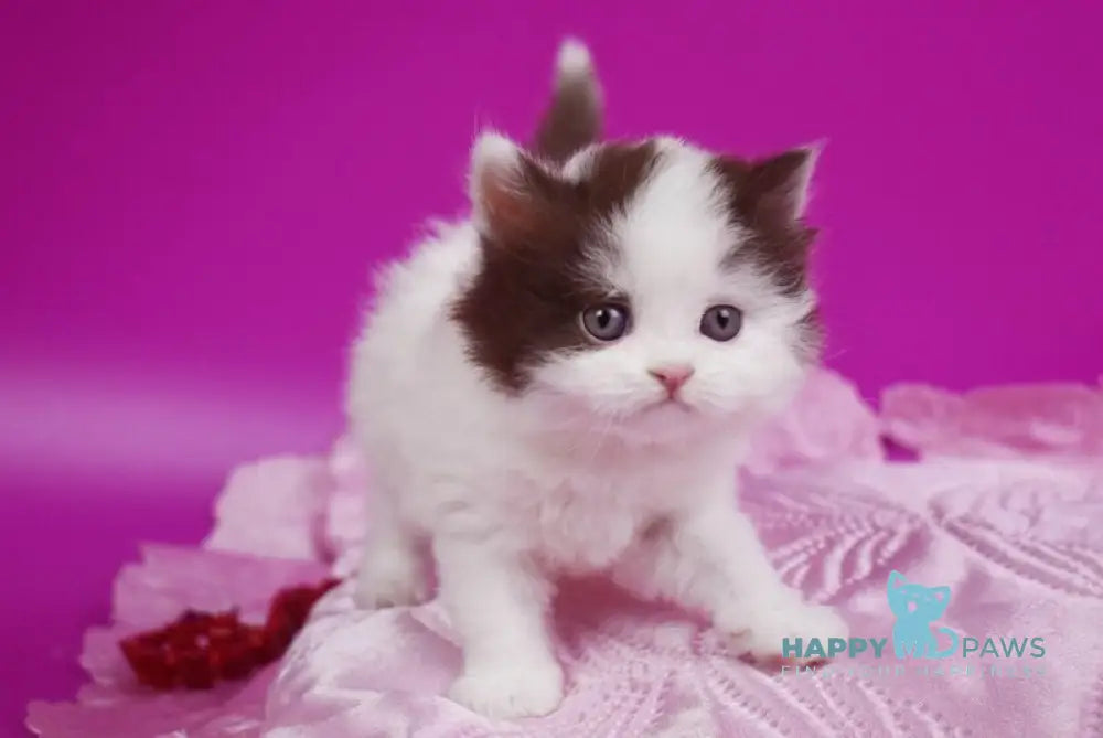 Penty British Longhair female chocolate van live animals