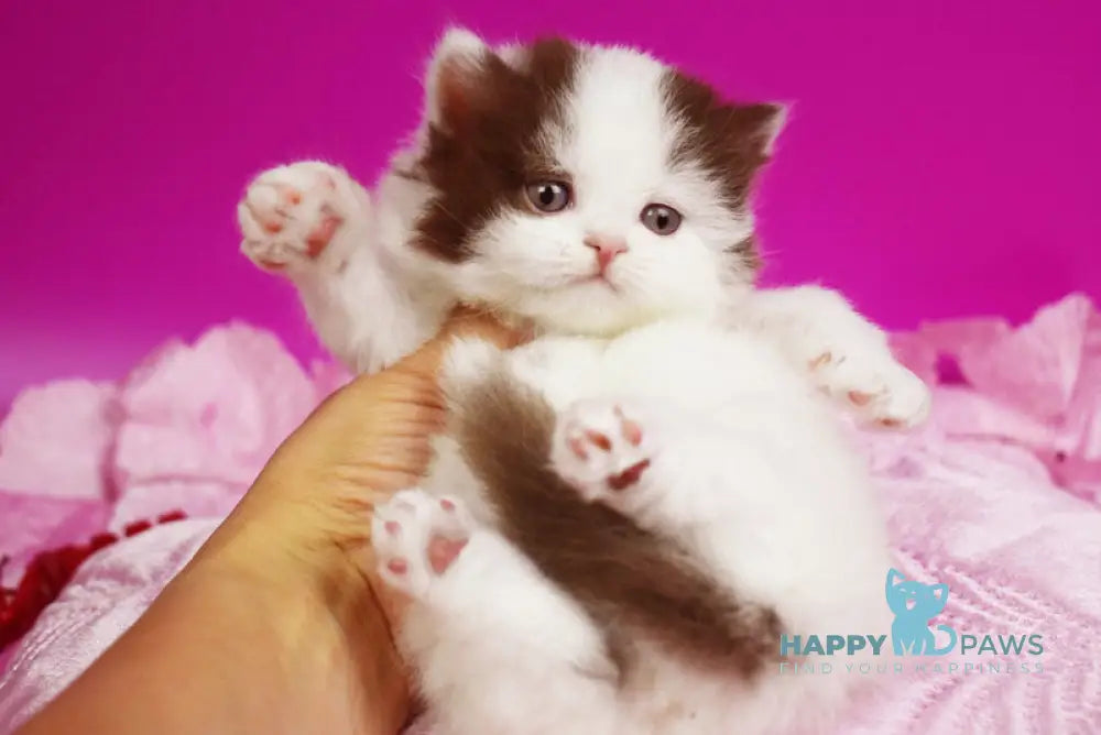 Penty British Longhair female chocolate van live animals