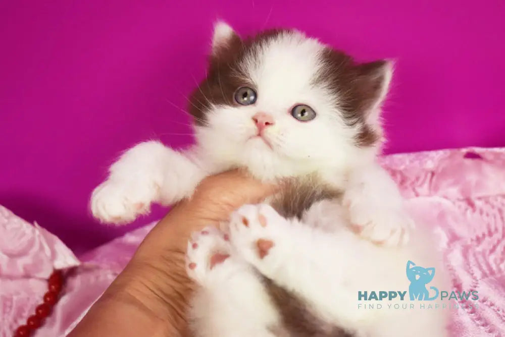 Penty British Longhair female chocolate van live animals