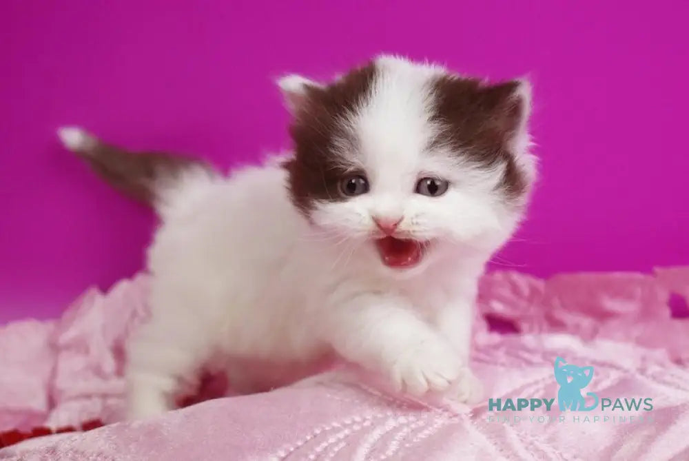 Penty British Longhair female chocolate van live animals