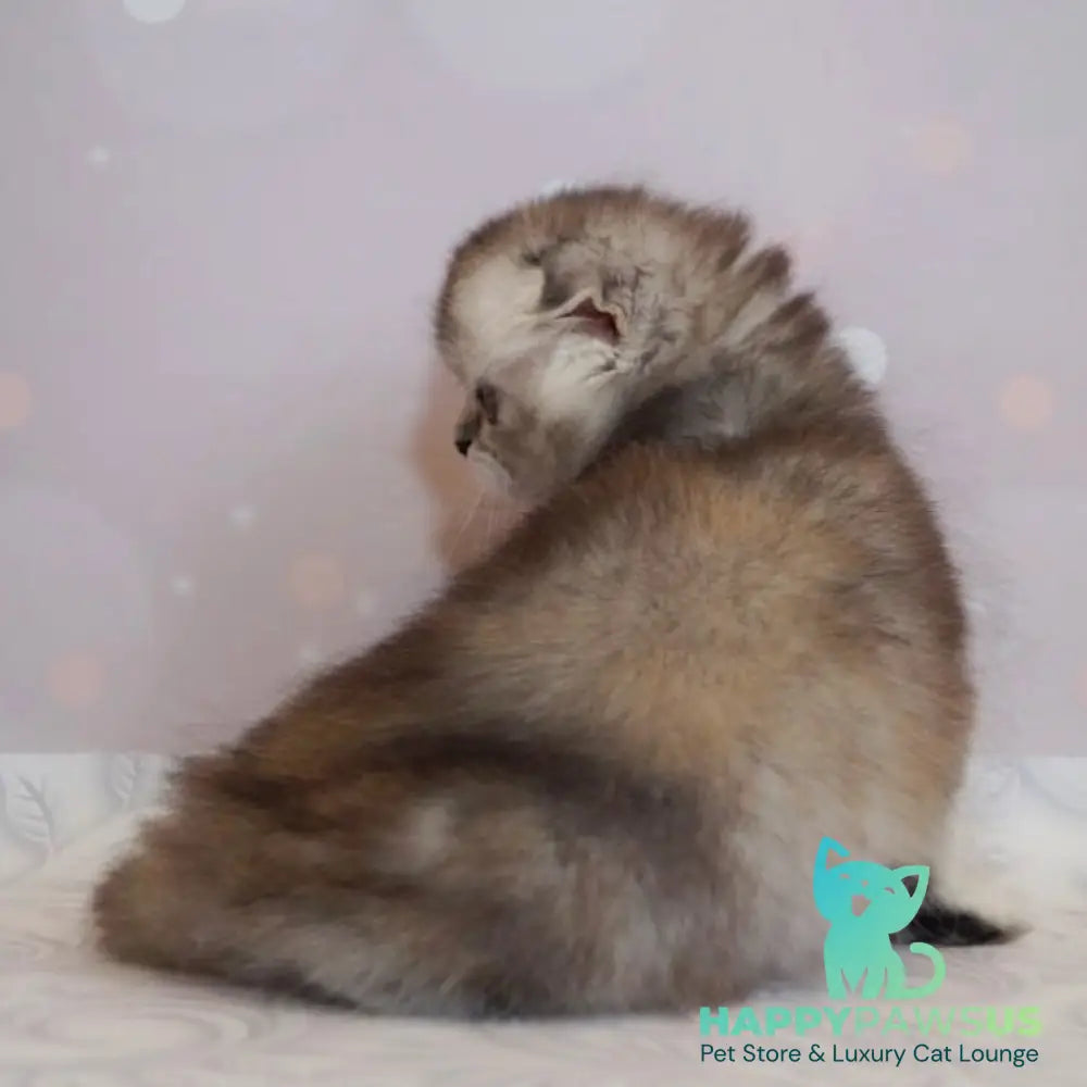 Peony Scottish Fold female black tortie silver ticked tabby - live animals