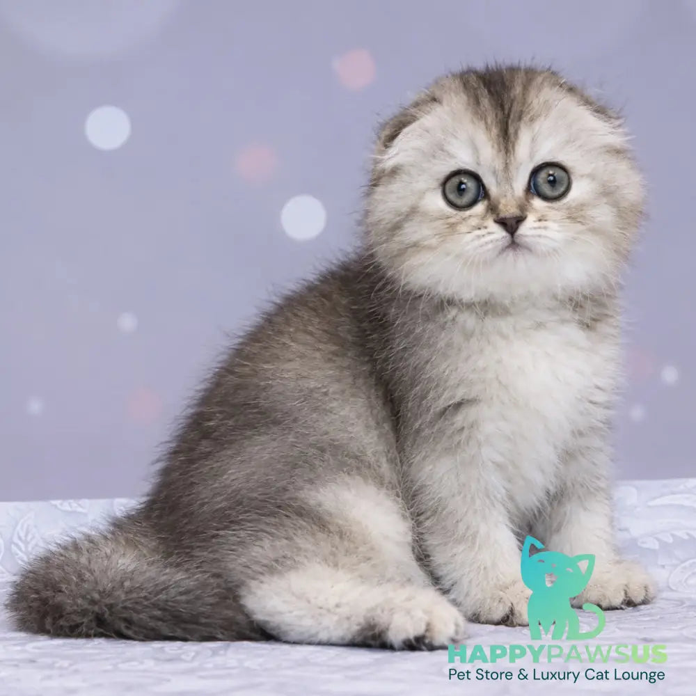 Peony Scottish Fold female black tortie silver ticked tabby - live animals