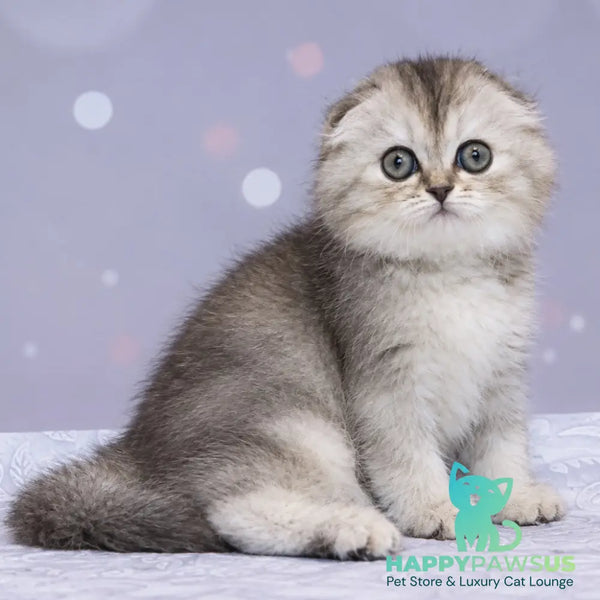 Peony Scottish Fold female black tortie silver ticked tabby - live animals
