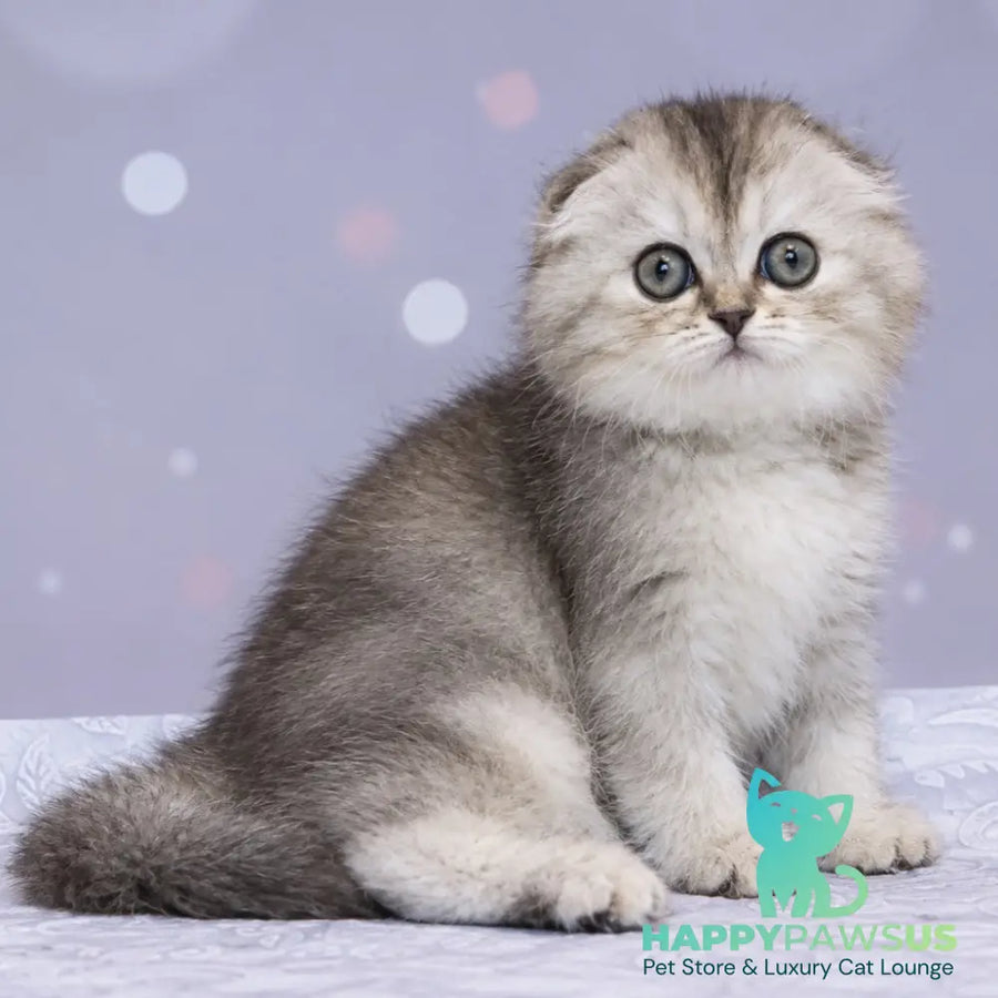 Peony Scottish Fold female black tortie silver ticked tabby - live animals