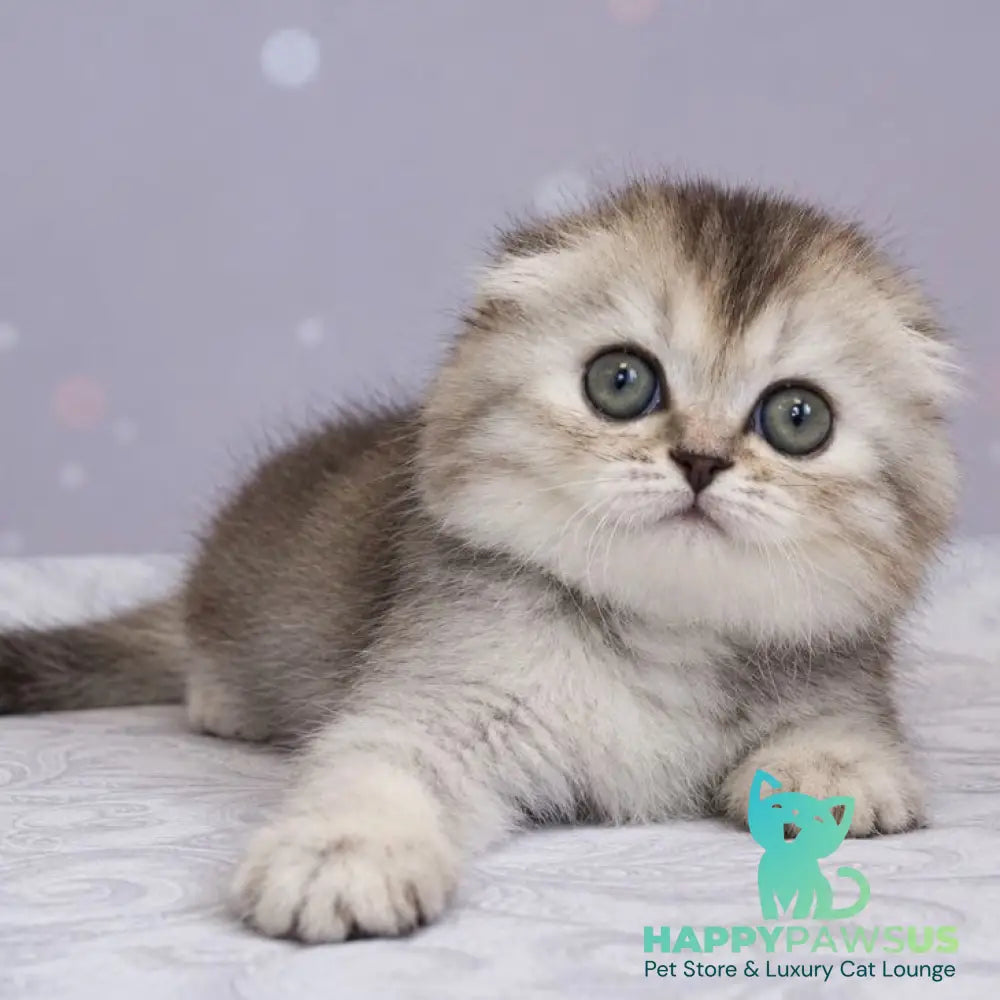 Peony Scottish Fold female black tortie silver ticked tabby - live animals