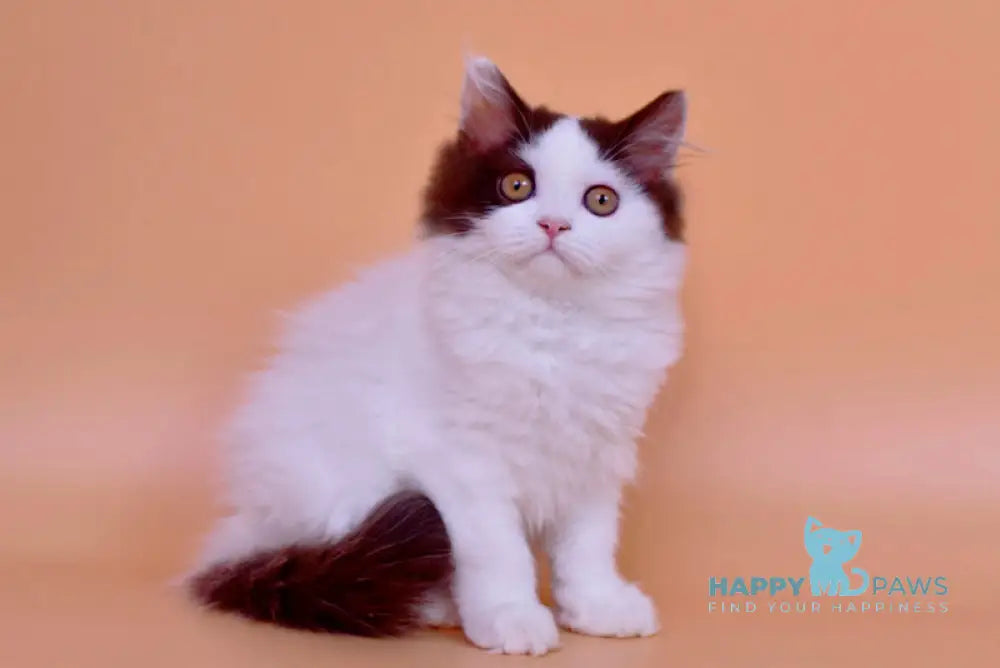 Pepa British Longhair female chocolate bicolour live animals