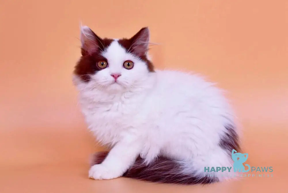 Pepa British Longhair female chocolate bicolour live animals