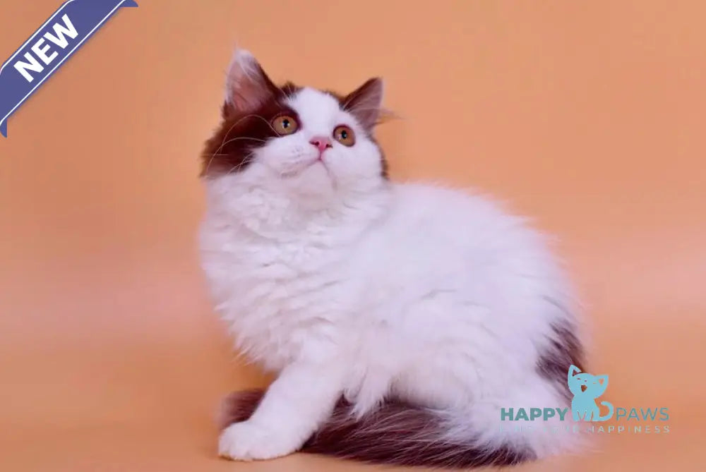 Pepa British Longhair female chocolate bicolour live animals