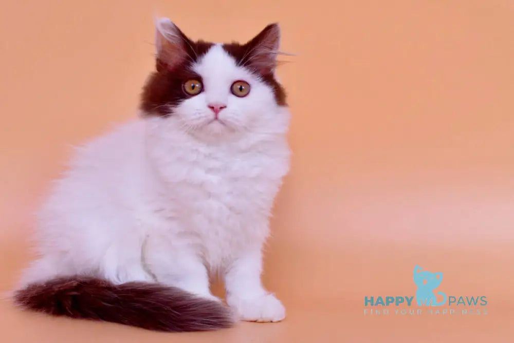 Pepa British Longhair female chocolate bicolour live animals