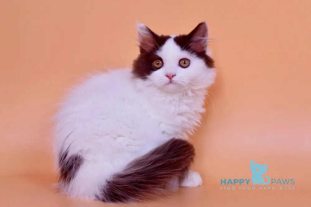 Pepa British Longhair female chocolate bicolour live animals