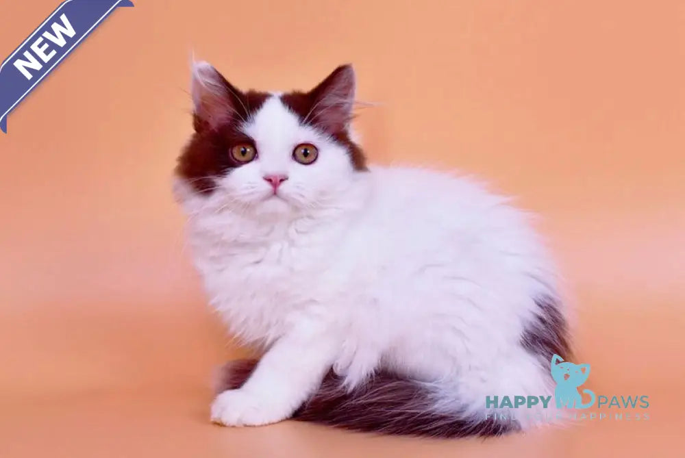 Pepa British Longhair female chocolate bicolour live animals