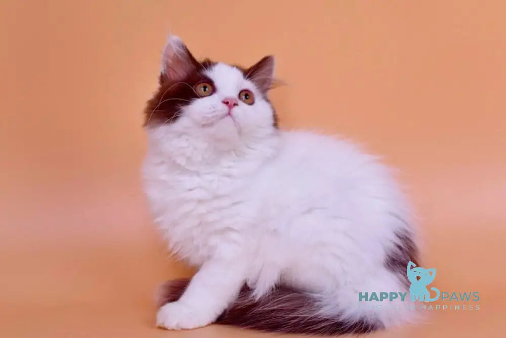 Pepa British Longhair female chocolate bicolour live animals
