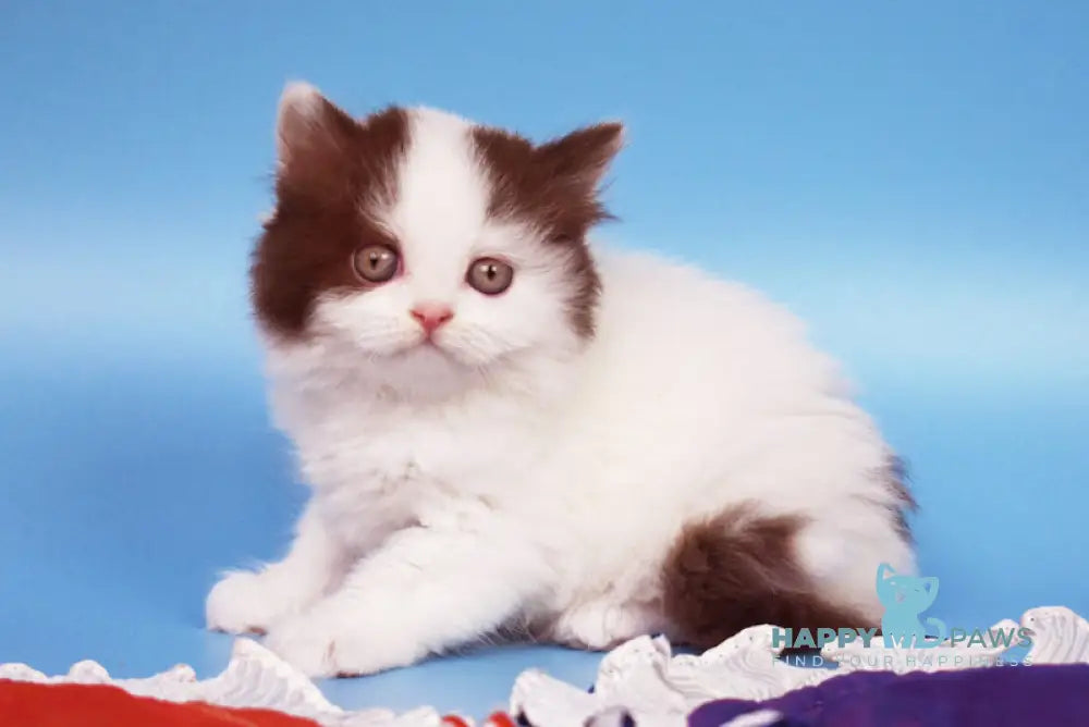 Pepa British Longhair female chocolate van live animals