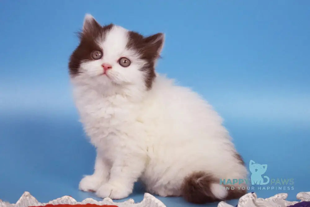 Pepa British Longhair female chocolate van live animals