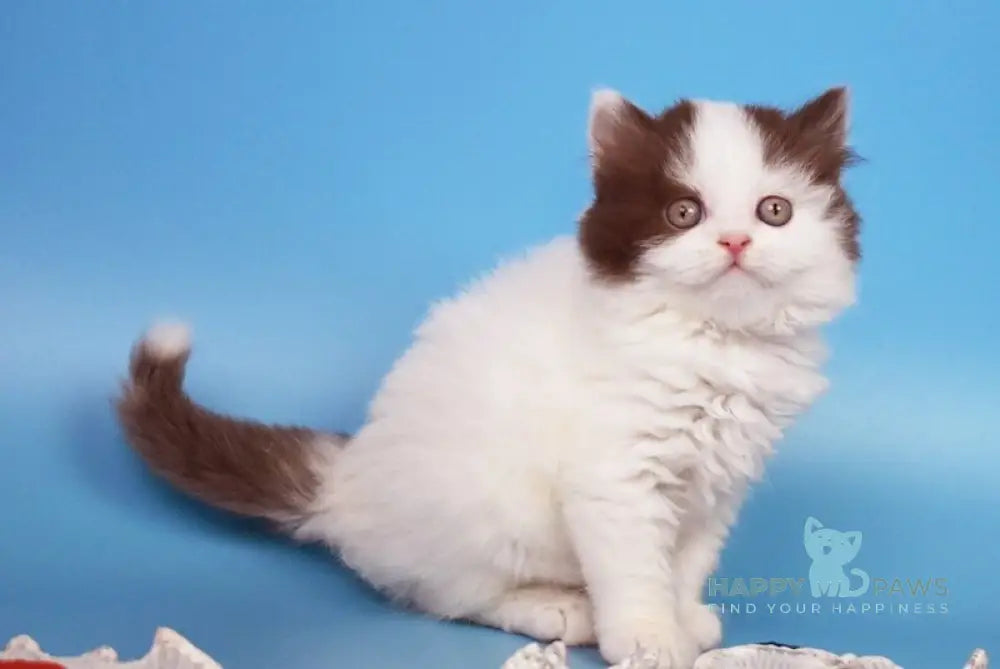 Pepa British Longhair female chocolate van live animals