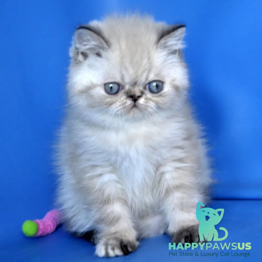 Pepa Exotic female blue tortie pointed - live animals