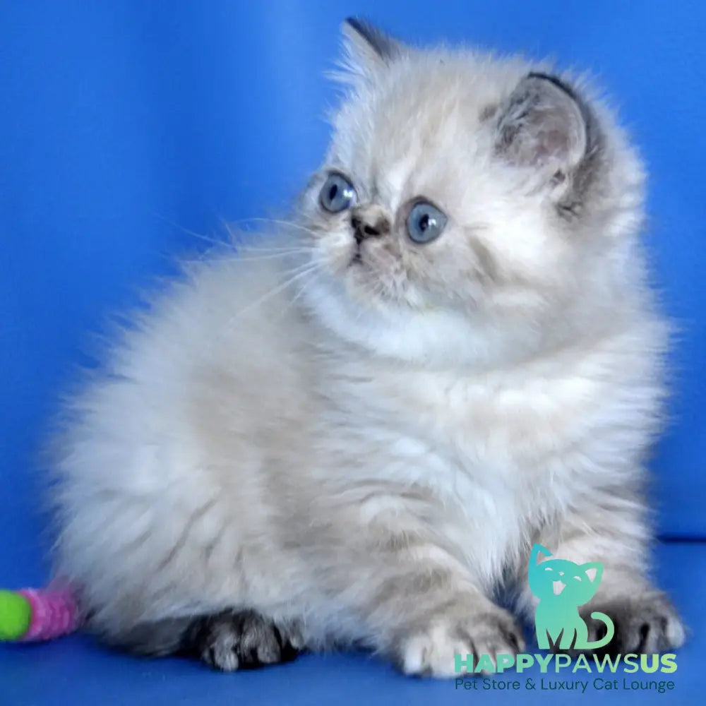 Pepa Exotic female blue tortie pointed - live animals