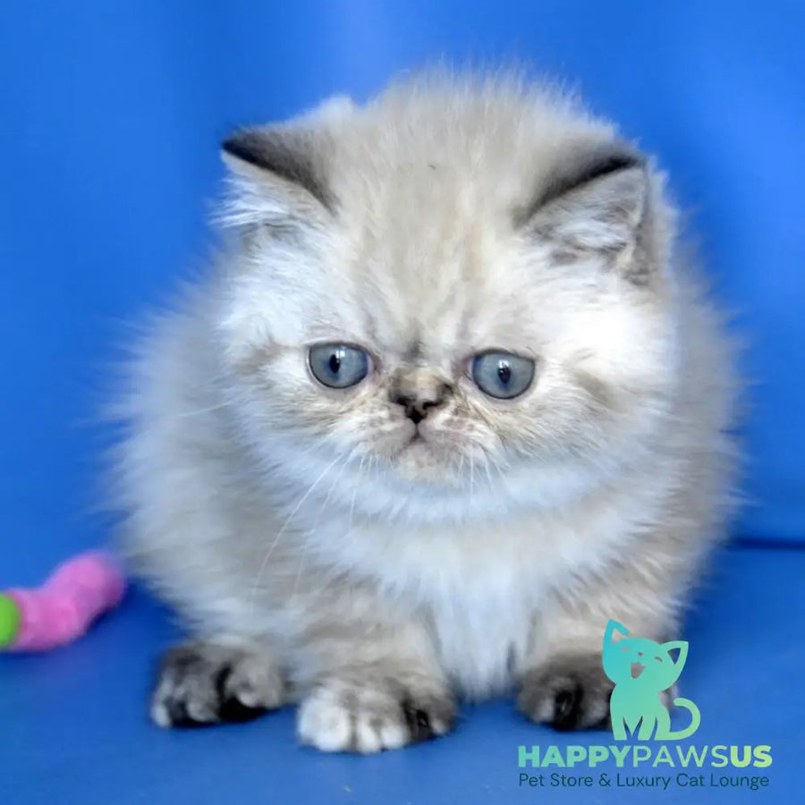 Pepa Exotic female blue tortie pointed - live animals