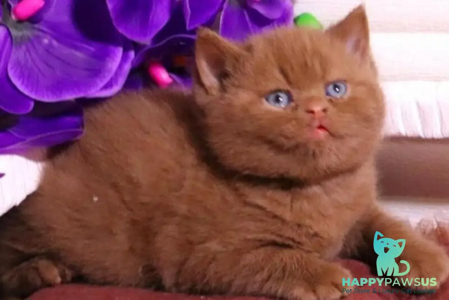 Peper British Shorthair male cinnamon - live animals