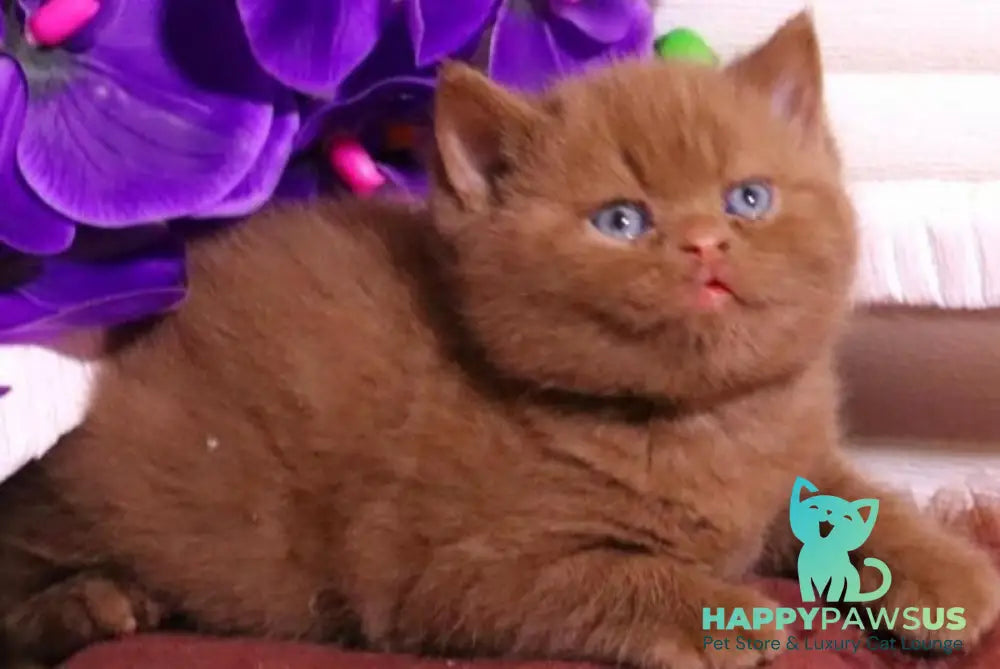Peper British Shorthair male cinnamon - live animals