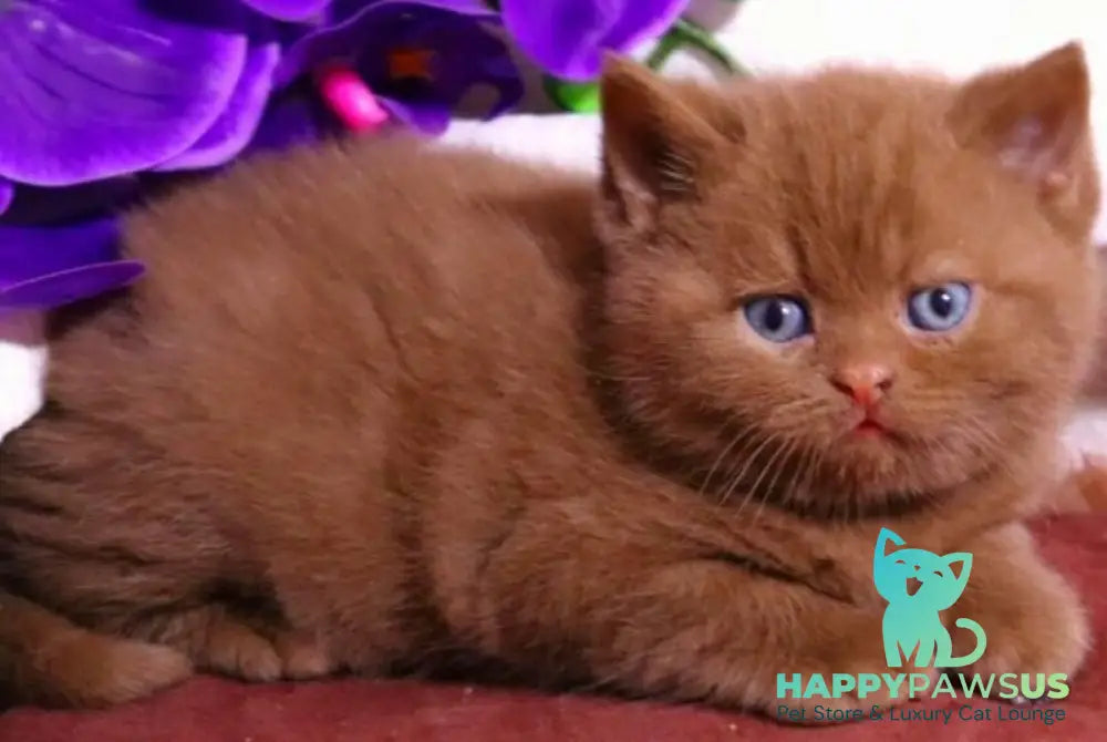 Peper British Shorthair male cinnamon - live animals