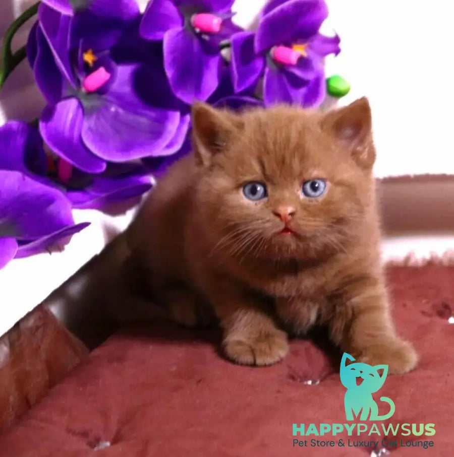 Peper British Shorthair male cinnamon - live animals