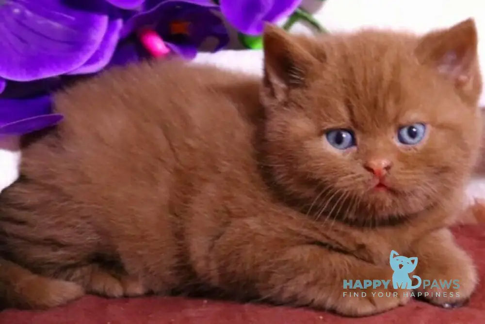 Peper British Shorthair male cinnamon - live animals