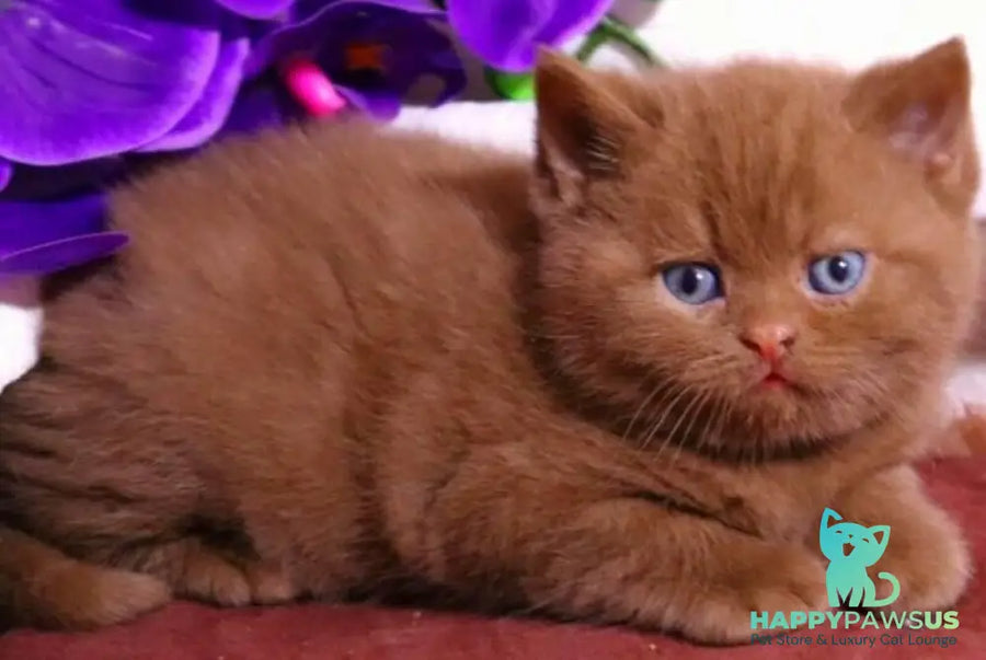 Peper British Shorthair male cinnamon - live animals