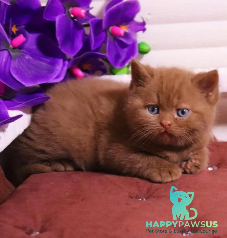 Peper British Shorthair male cinnamon - live animals