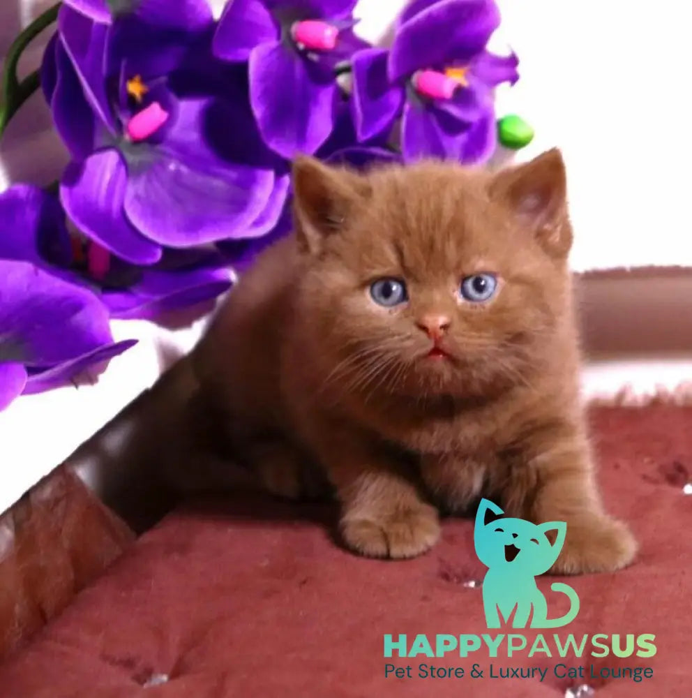 Peper British Shorthair male cinnamon - live animals