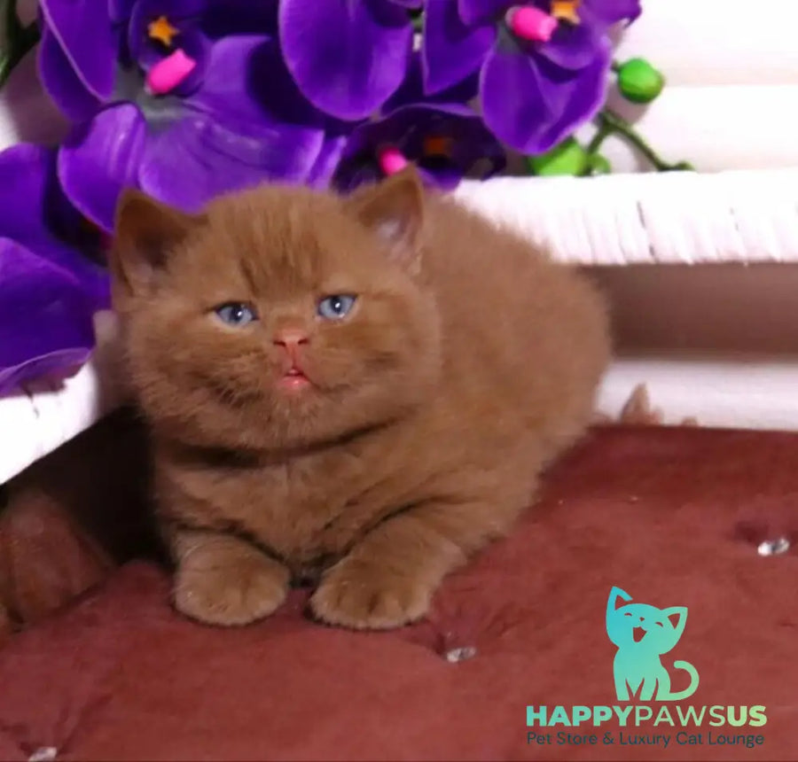 Peper British Shorthair male cinnamon - live animals