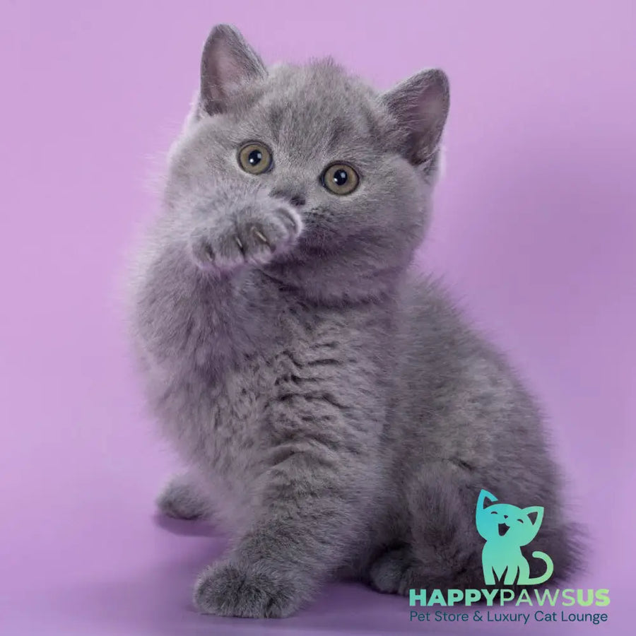 Peppa British Shorthair female blue - live animals