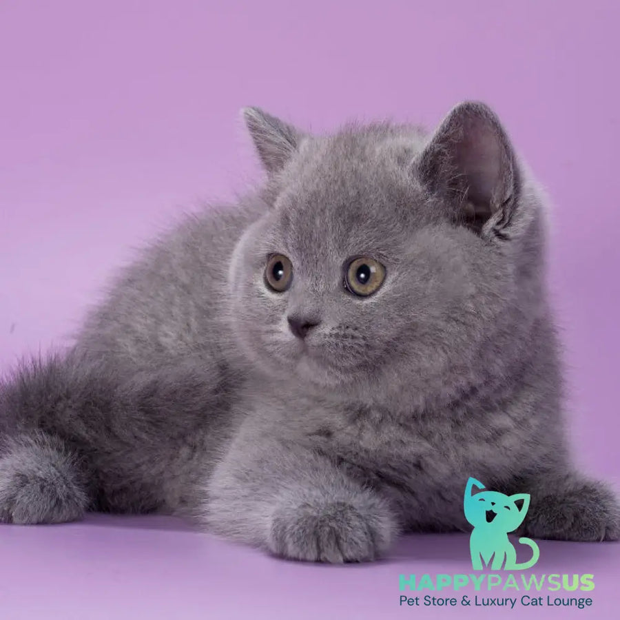 Peppa British Shorthair female blue - live animals