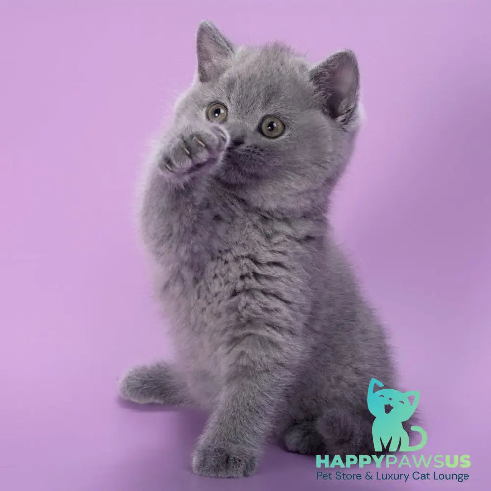 Peppa British Shorthair female blue - live animals
