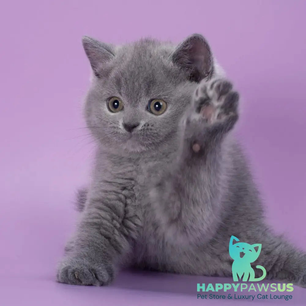 Peppa British Shorthair female blue - live animals