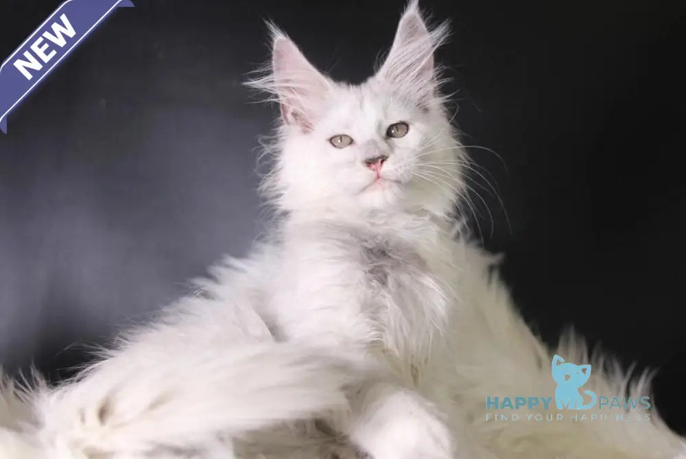 Peppa Maine Coon female black tortie silver shaded live animals