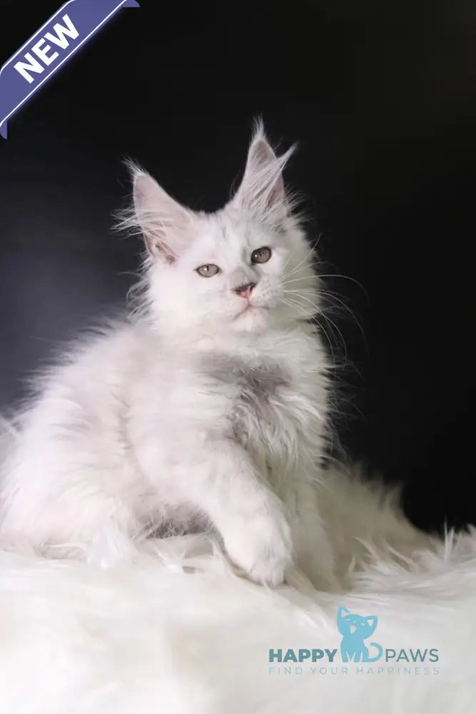 Peppa Maine Coon female black tortie silver shaded live animals