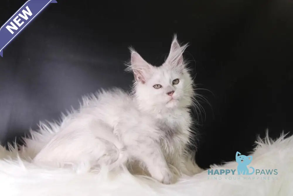 Peppa Maine Coon female black tortie silver shaded live animals