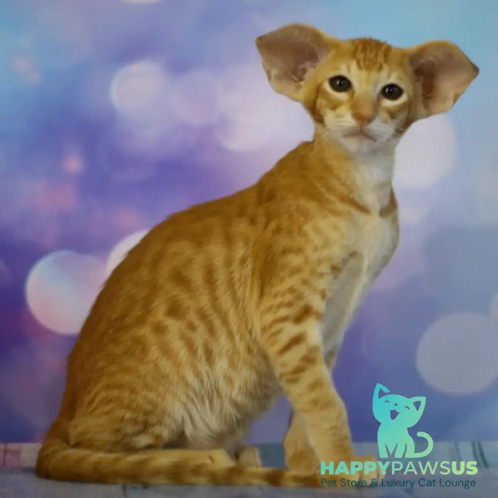 Pеpрer Oriental Shorthair male red - live animals