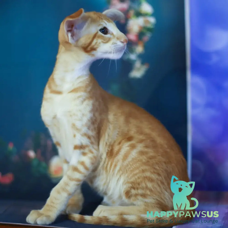 Pеpрer Oriental Shorthair male red - live animals
