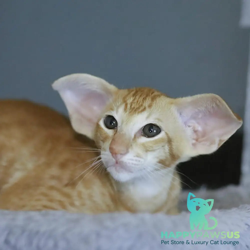 Pеpрer Oriental Shorthair male red - live animals