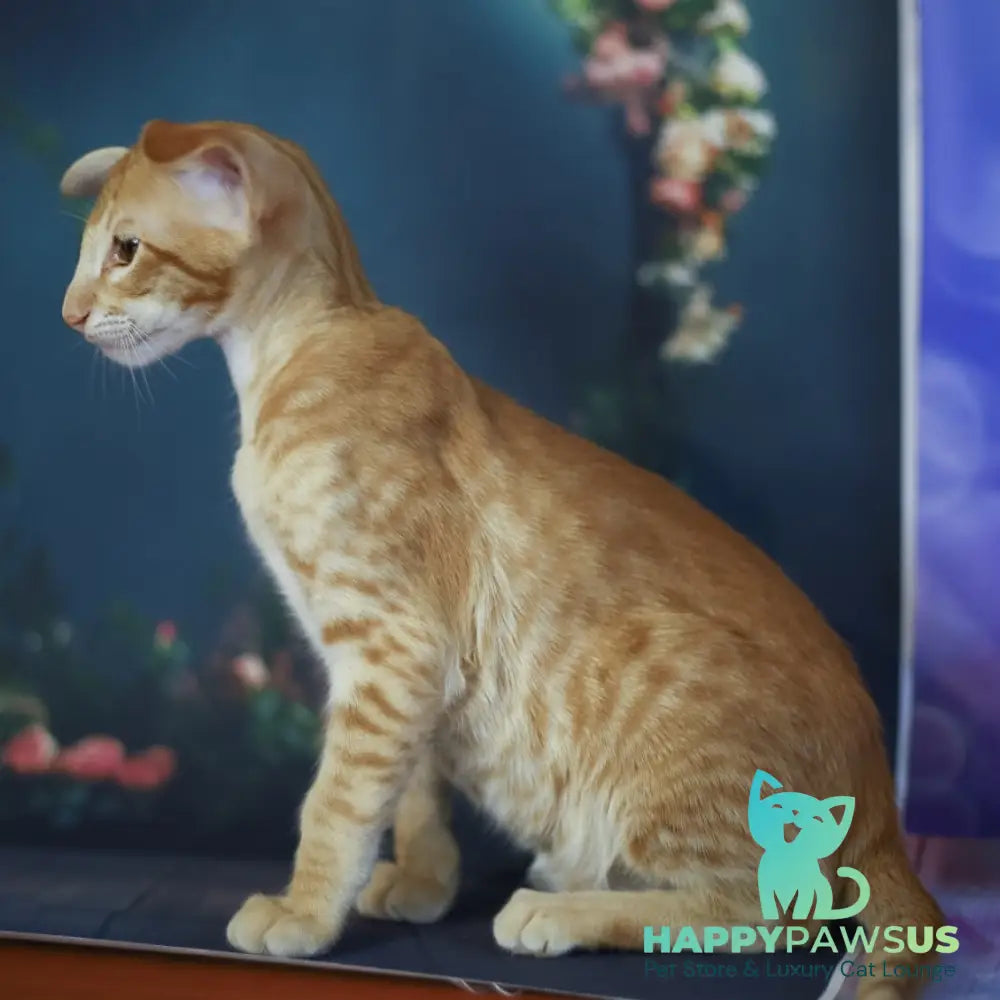 Pеpрer Oriental Shorthair male red - live animals