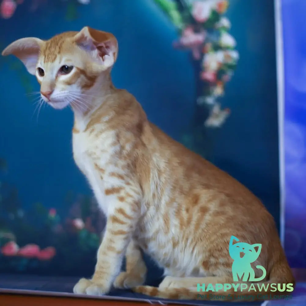 Pеpрer Oriental Shorthair male red - live animals