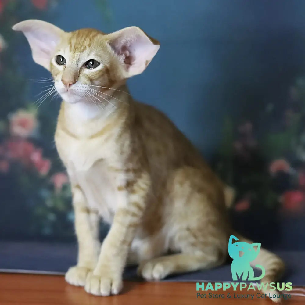 Pеpрer Oriental Shorthair male red - live animals