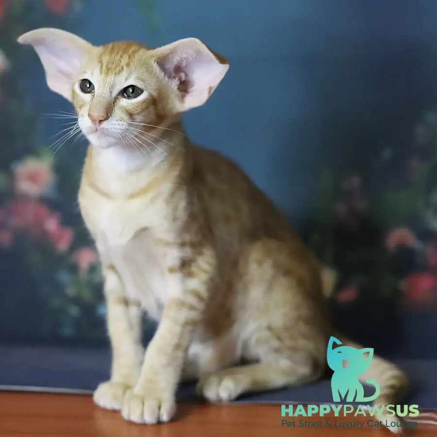Pеpрer Oriental Shorthair male red - live animals