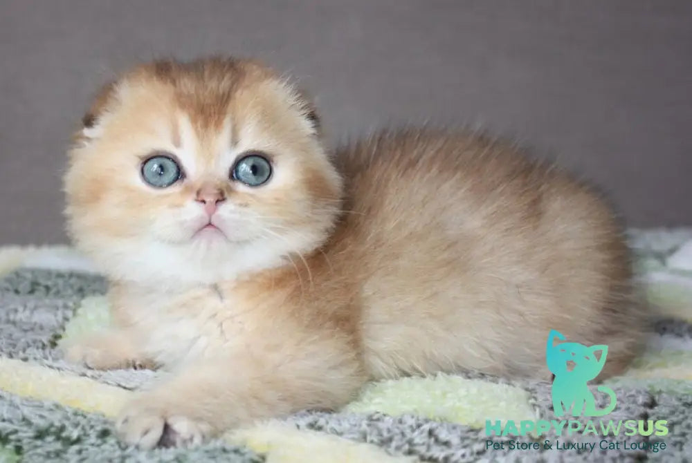 Pepper Scottish Fold male black golden ticked tabby - live animals