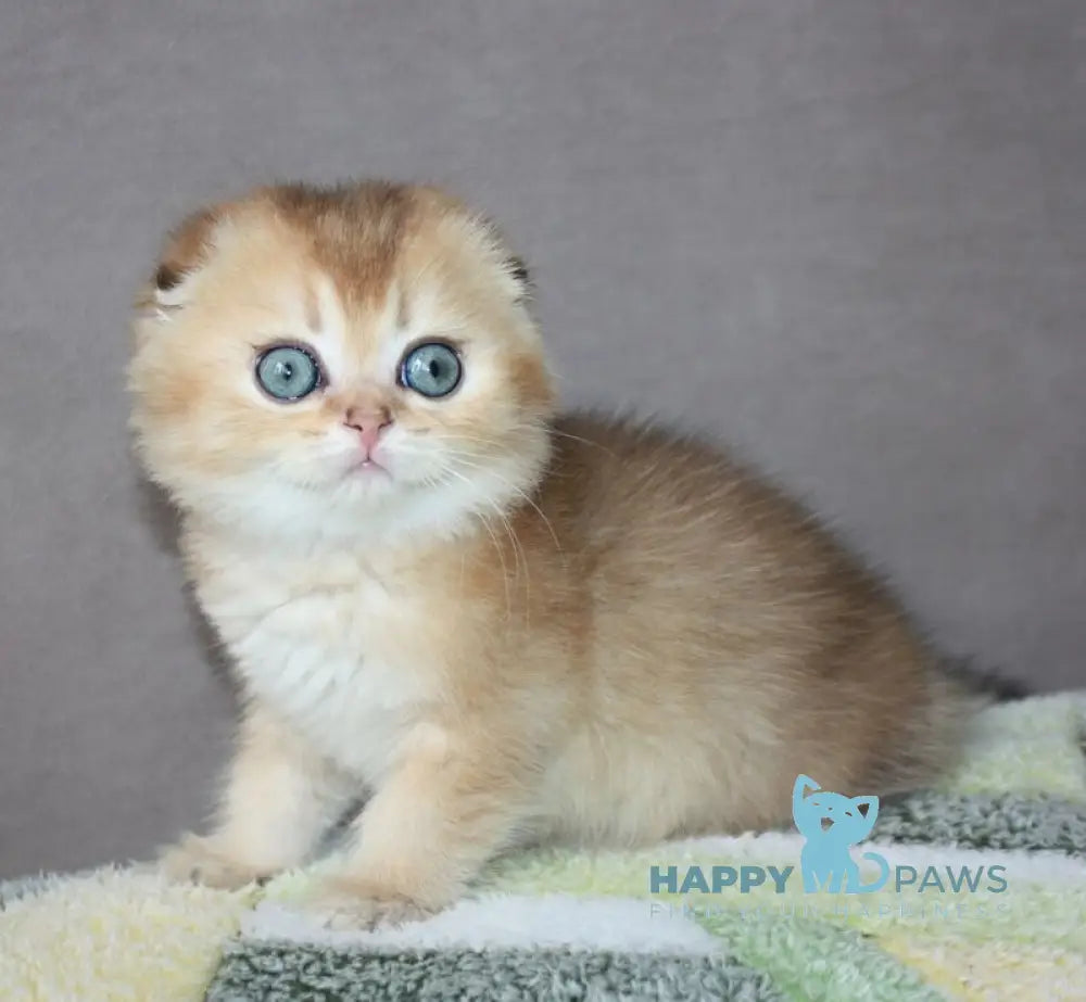 Pepper Scottish Fold male black golden ticked tabby - live animals